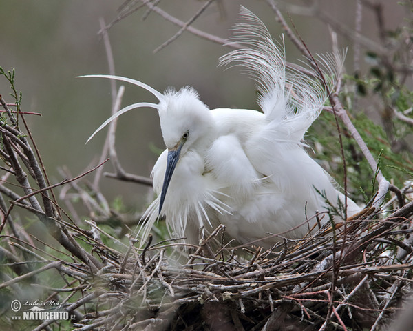 Beluša malá, Volavka striebristá, Čapľa malá (Egretta garzetta)