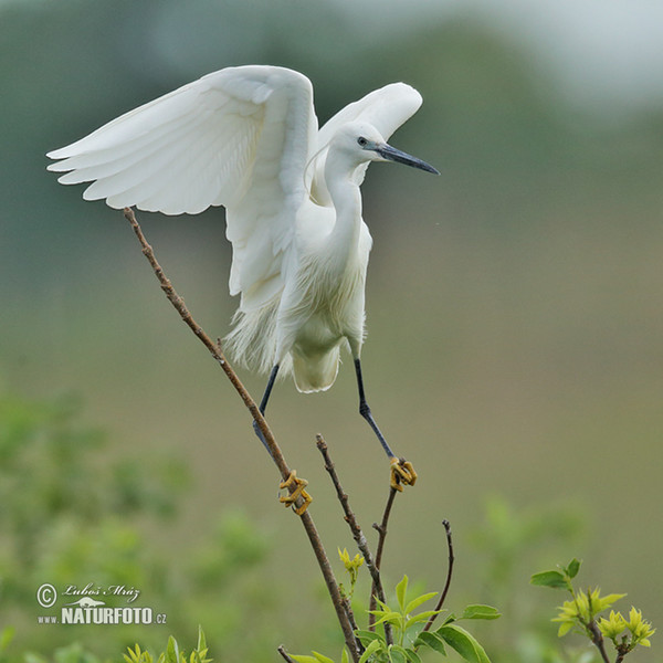 Beluša malá, Volavka striebristá, Čapľa malá (Egretta garzetta)