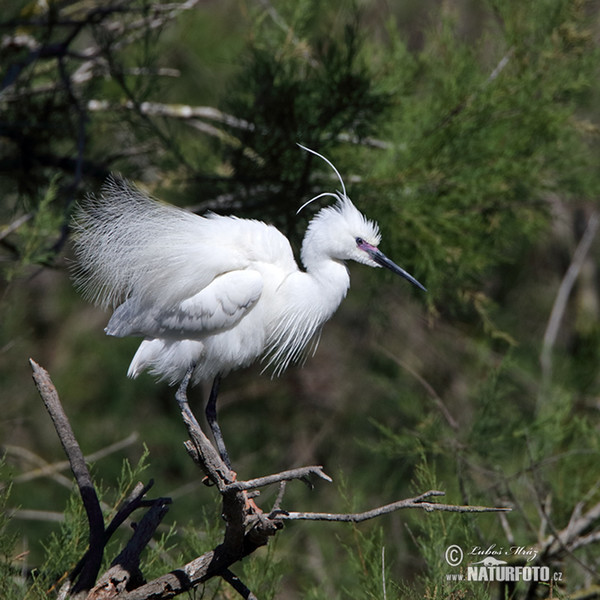 Beluša malá, Volavka striebristá, Čapľa malá (Egretta garzetta)