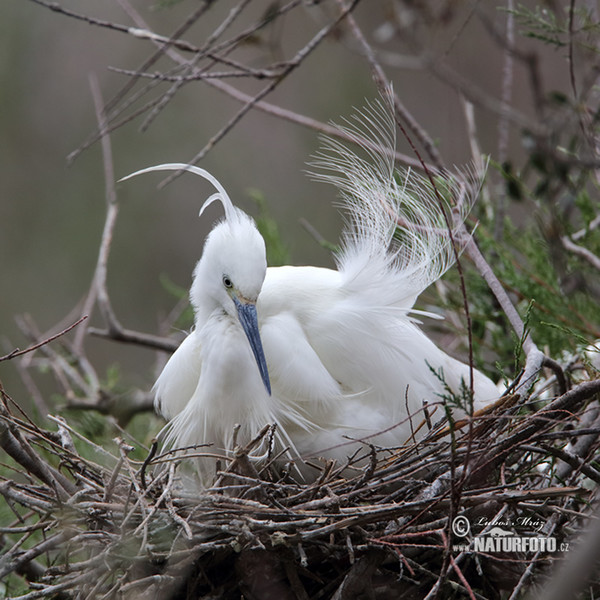 Beluša malá, Volavka striebristá, Čapľa malá (Egretta garzetta)