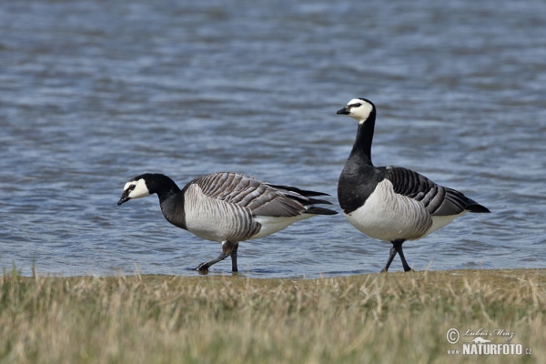 Berneška bělolící (Branta leucopsis)