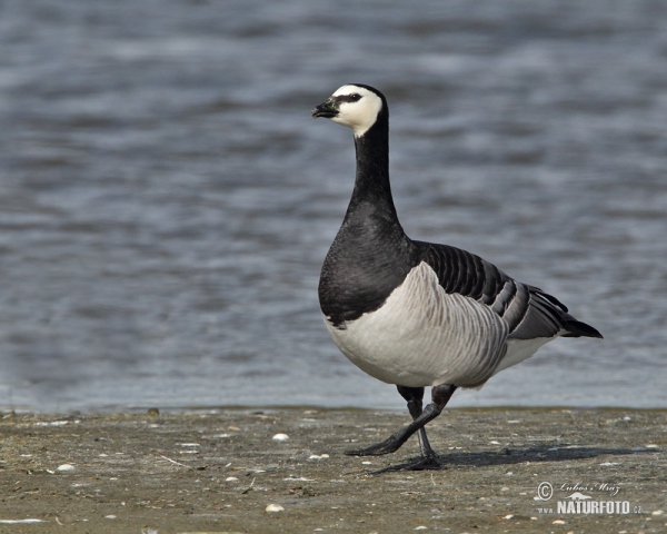 Berneška bělolící (Branta leucopsis)