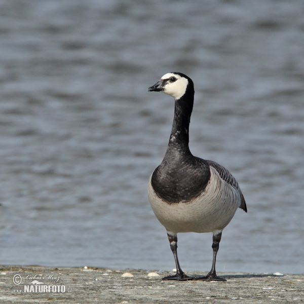 Berneška bělolící (Branta leucopsis)