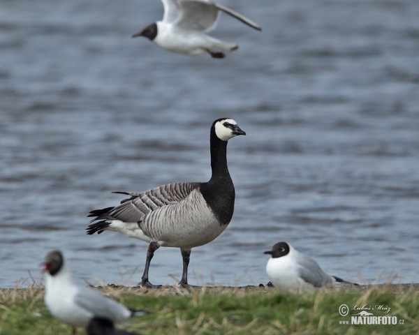 Berneška bělolící (Branta leucopsis)