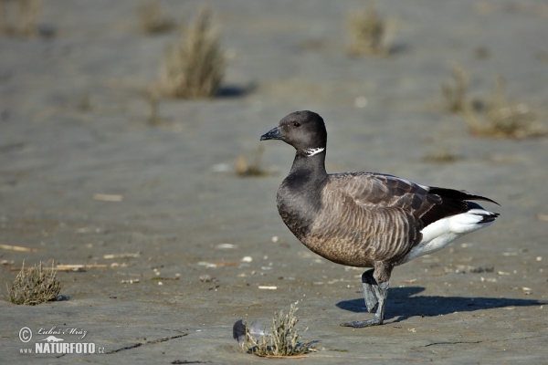 Berneška tmavá (Branta bernicla)