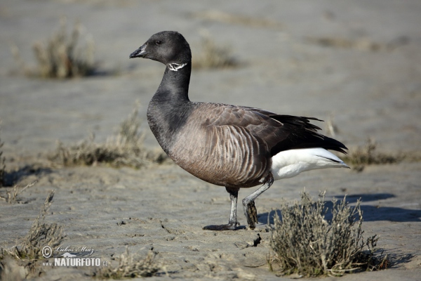 Berneška tmavá (Branta bernicla)