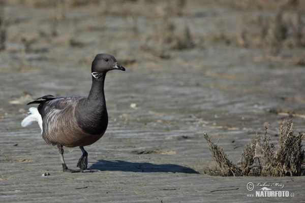 Berneška tmavá (Branta bernicla)