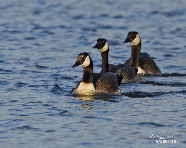 Berneška velká (Branta canadensis)