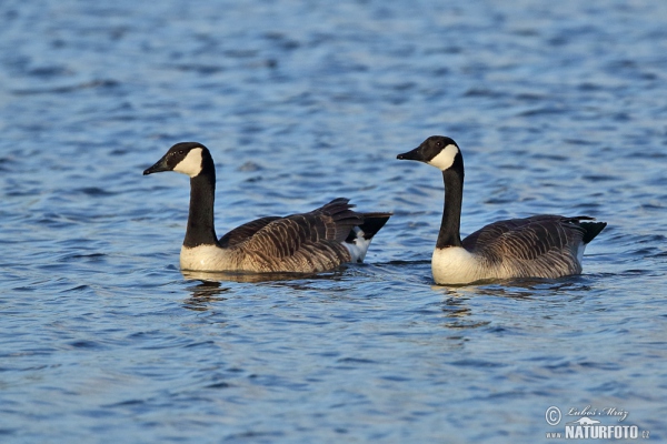 Berneška velká (Branta canadensis)