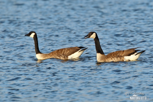 Berneška velká (Branta canadensis)