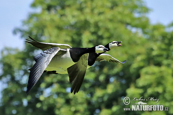 Bernikla bielolíca (Branta leucopsis)