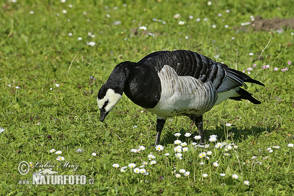 Bernikla bielolíca (Branta leucopsis)