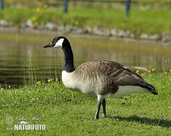 Bernikla veľká (Branta canadensis)