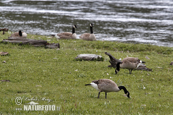 Bernikla veľká (Branta canadensis)