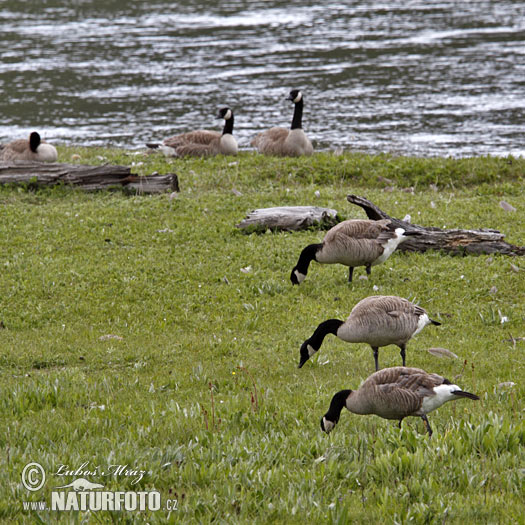 Bernikla veľká (Branta canadensis)