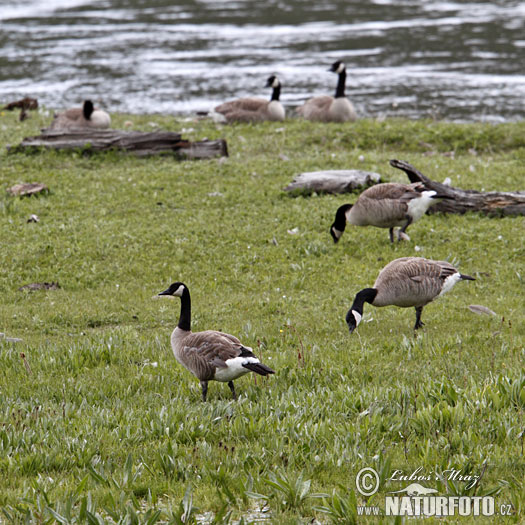 Bernikla veľká (Branta canadensis)