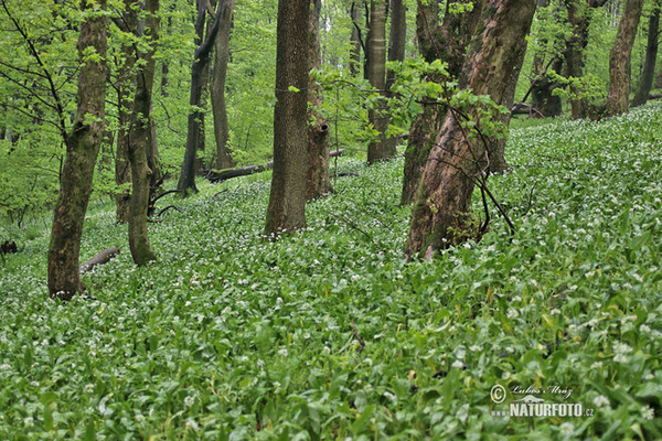 Bílé Karpaty (BileK)