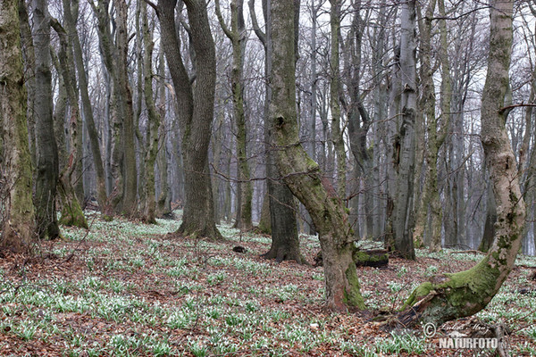 Bílé Karpaty (BileK)