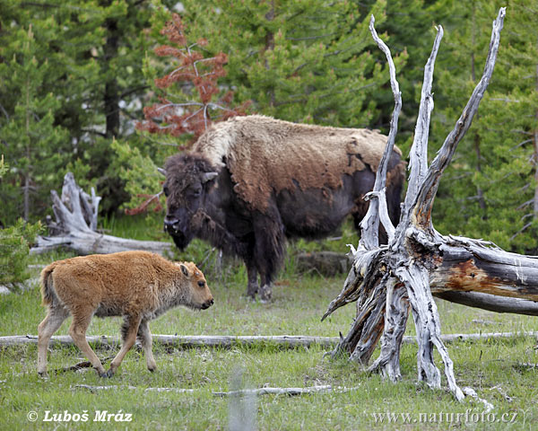 Bizon americký (Bison bison)