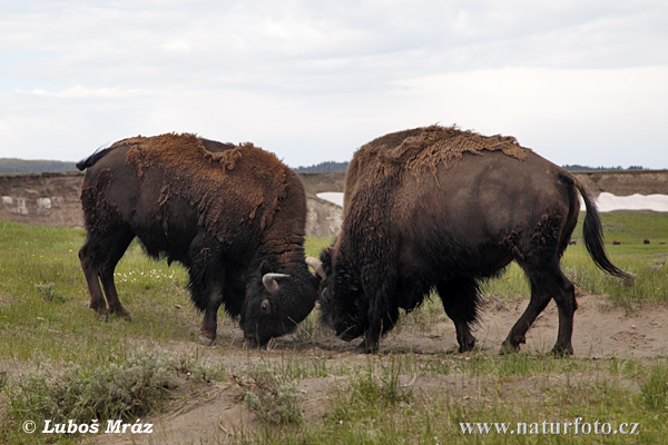 Bizon americký (Bison bison)