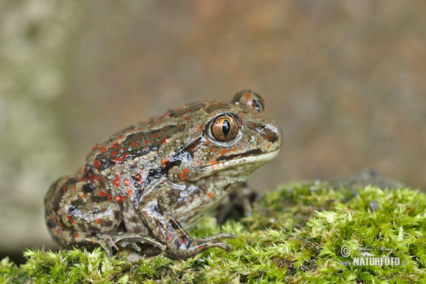 Blatnice skvrnitá (Pelobates fuscus)