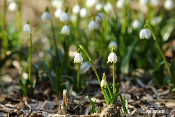 Bleduľa jarná (Leucojum vernum)