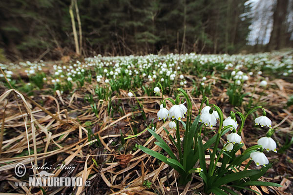 Bleduľa jarná (Leucojum vernum)