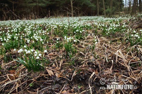 Bleduľa jarná (Leucojum vernum)