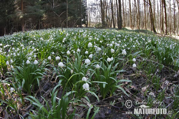 Bleduľa jarná (Leucojum vernum)