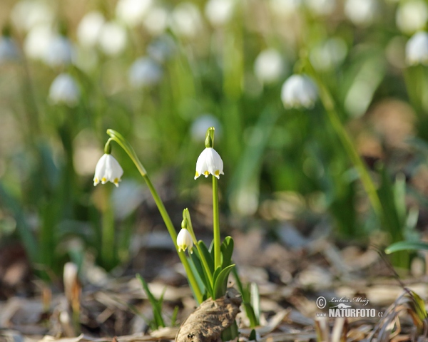 Bledule jarní (Leucojum vernum)