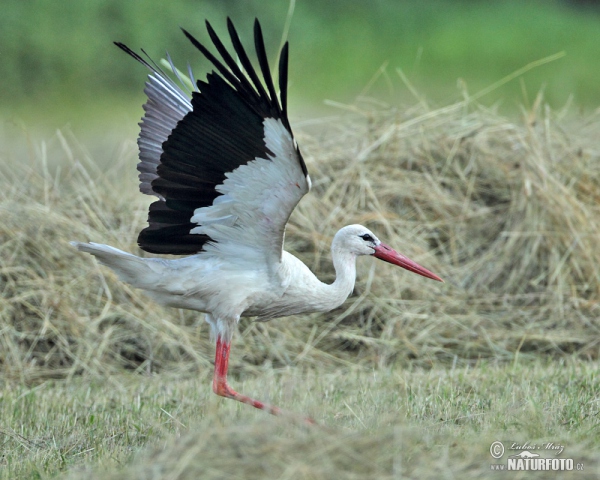 Bocian biely (Ciconia ciconia)