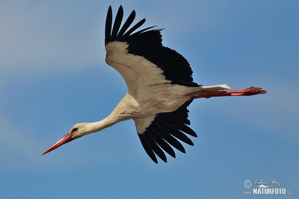 Bocian biely (Ciconia ciconia)