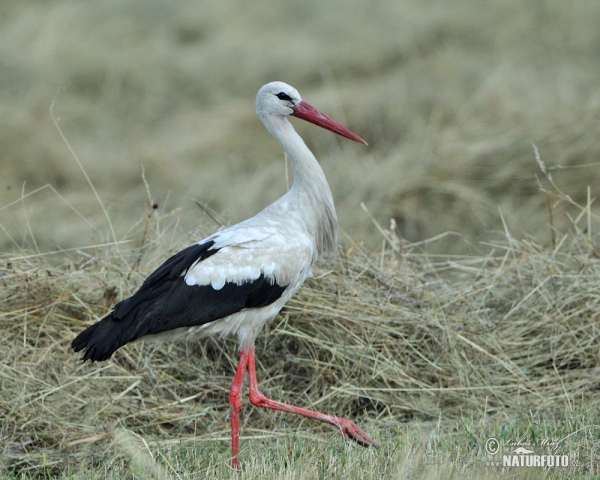 Bocian biely (Ciconia ciconia)