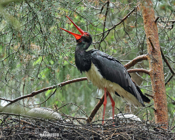 Bocian čierny (Ciconia nigra)