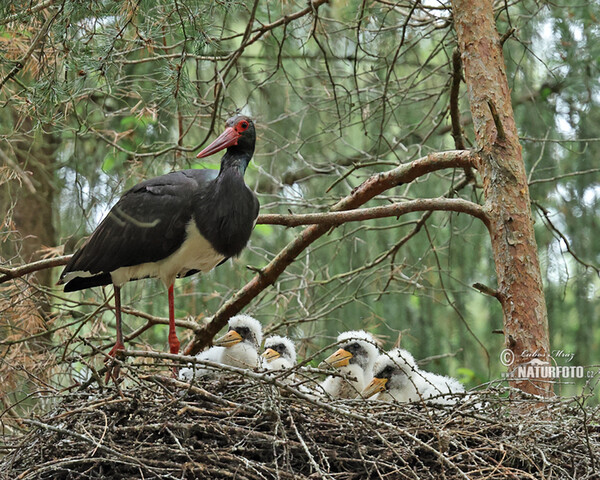 Bocian čierny (Ciconia nigra)