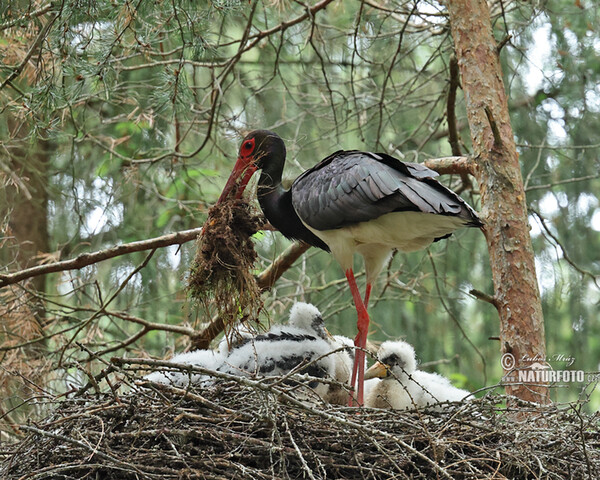 Bocian čierny (Ciconia nigra)