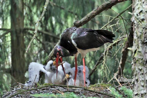 Bocian čierny (Ciconia nigra)