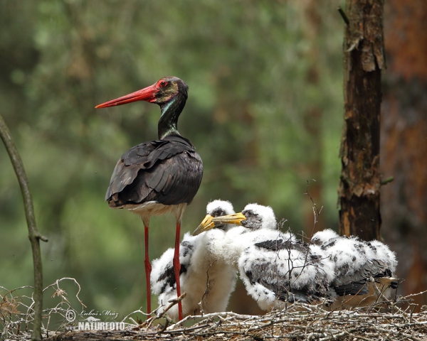 Bocian čierny (Ciconia nigra)