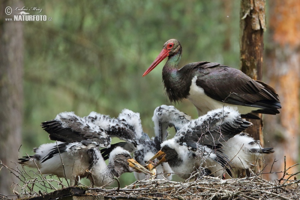 Bocian čierny (Ciconia nigra)