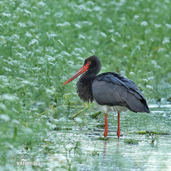 Bocian čierny (Ciconia nigra)