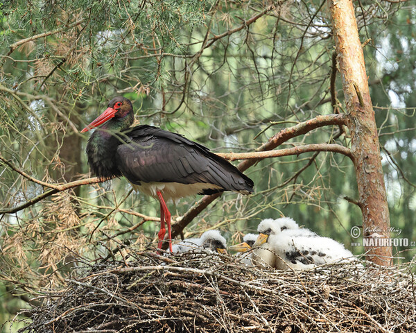 Bocian čierny (Ciconia nigra)