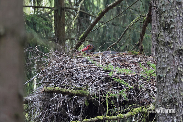 Bocian čierny (Ciconia nigra)