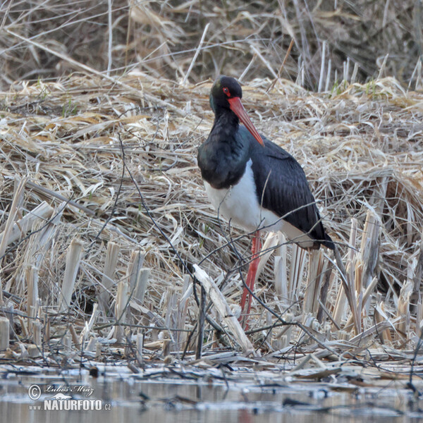 Bocian čierny (Ciconia nigra)