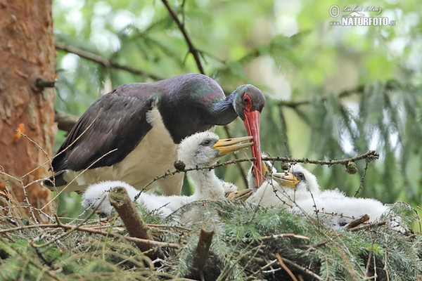 Bocian čierny (Ciconia nigra)