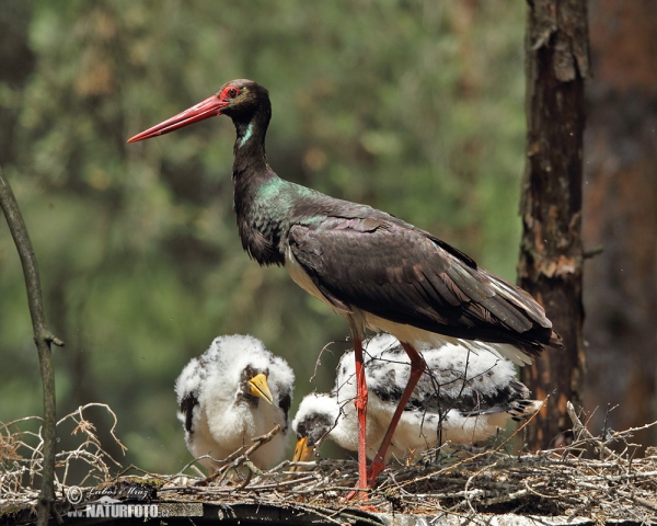 Bocian čierny (Ciconia nigra)