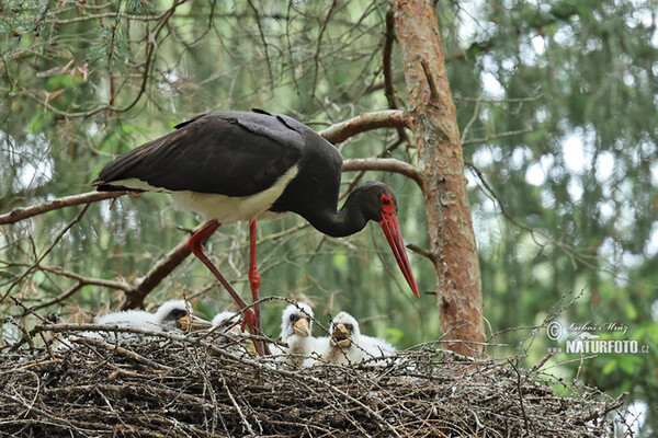 Bocian čierny (Ciconia nigra)