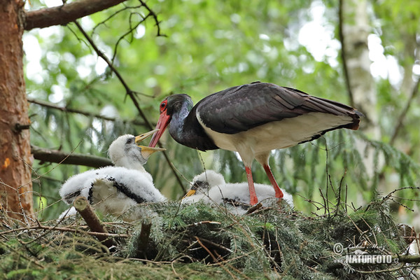 Bocian čierny (Ciconia nigra)