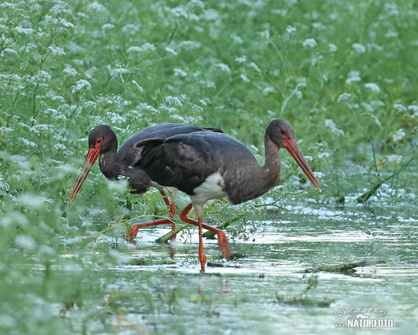 Bocian čierny (Ciconia nigra)