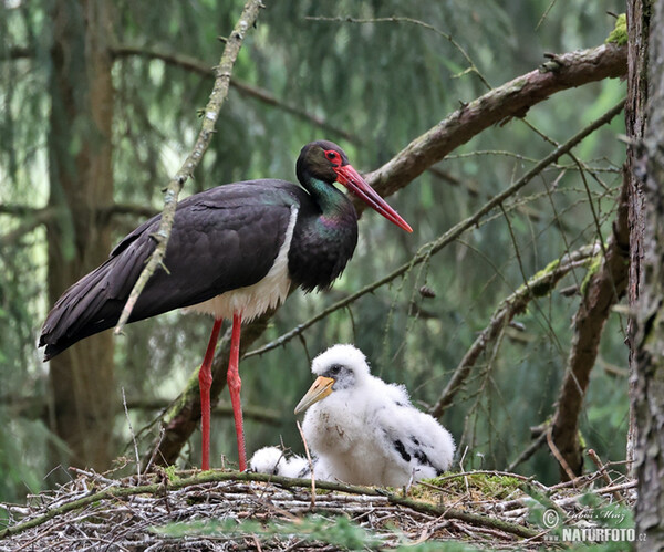 Bocian čierny (Ciconia nigra)