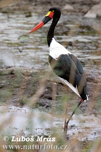 Bocian sedlatý (Ephippiorhynchus senegalensis)